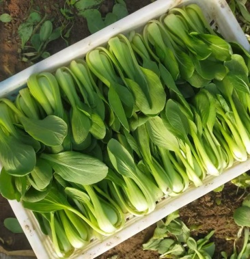 [油菜批發]代發小油菜 快菜 油麥菜貨源充足 質量保證價格0.