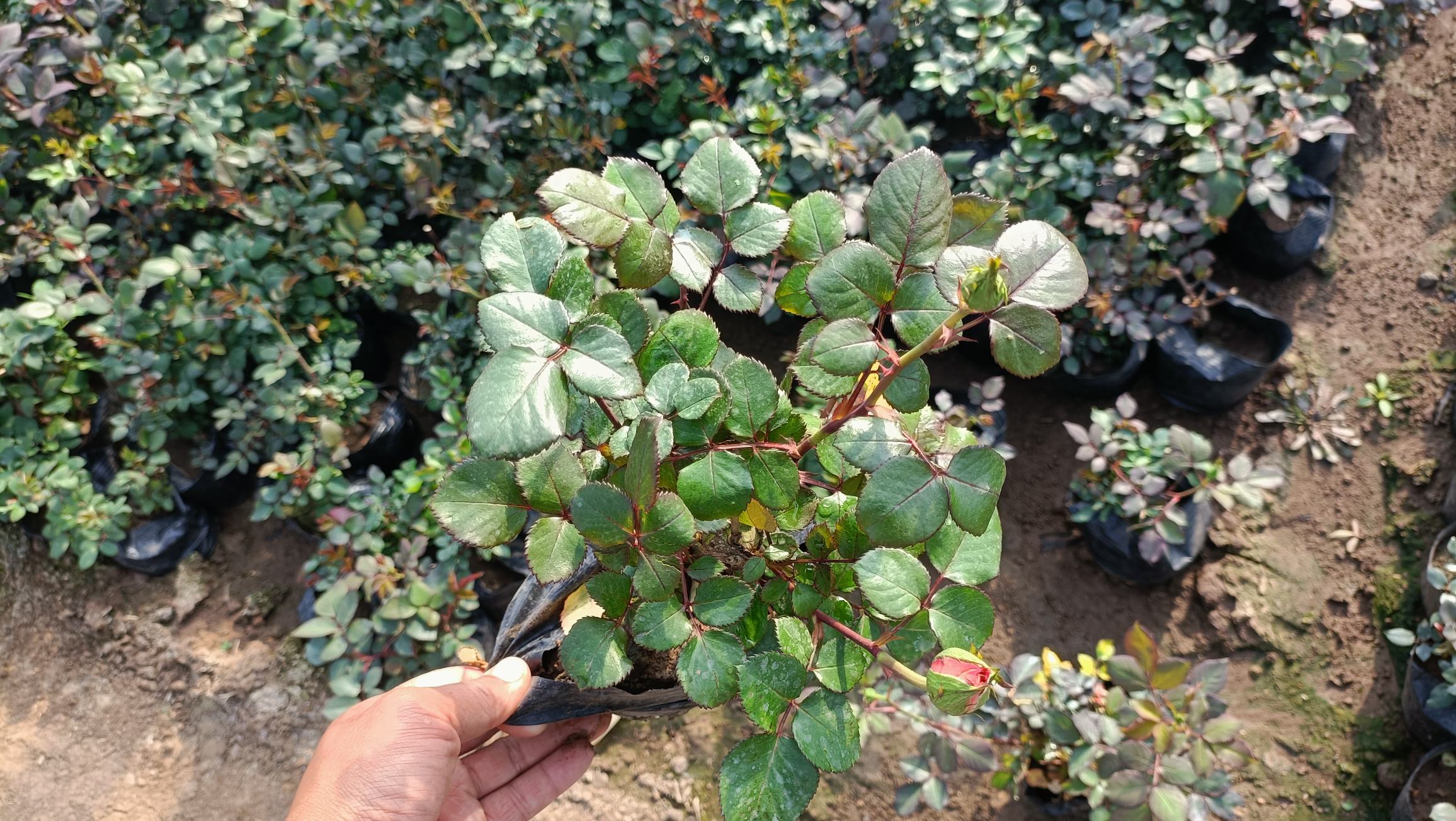 园艺师正在修剪月季植株