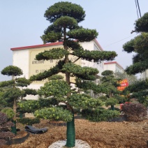 罗汉松老桩造型适合庭院种植市政小区绿化