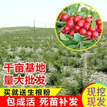 果树苗欧李钙果南方北方种植室内高钙水果中华钙果苗树苗包邮
