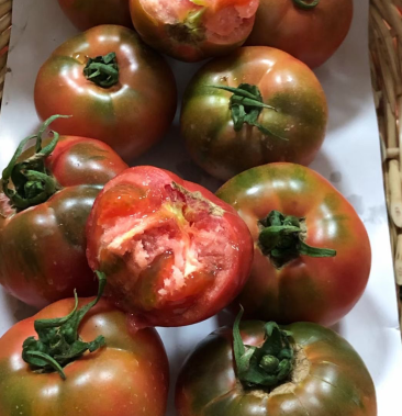 [西红柿批发]北京基地老品种,番茄口感型西红柿子当季批发!价格18.