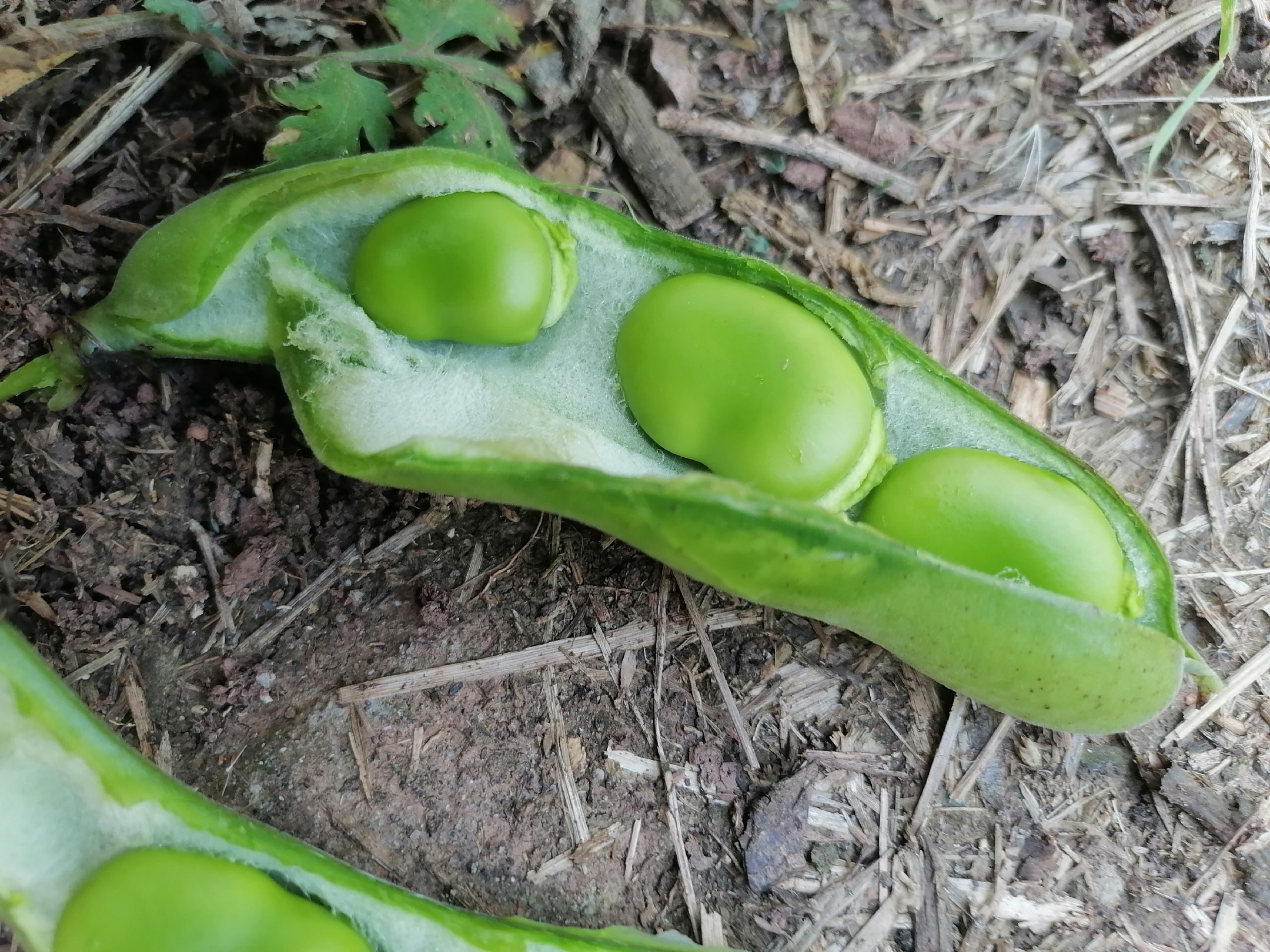 蚜虫危害扁豆叶片