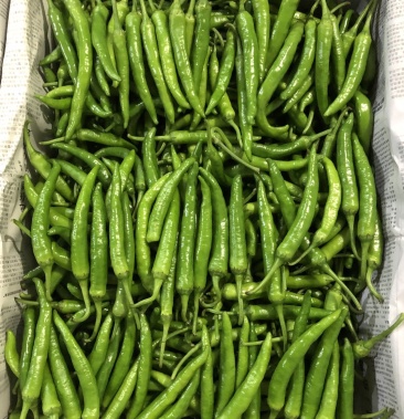 福建杭椒2号12号新苗大量上市啦