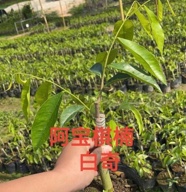 沙垌白奇楠母树一代苗树苗生长快结香快吊通好香味纯正