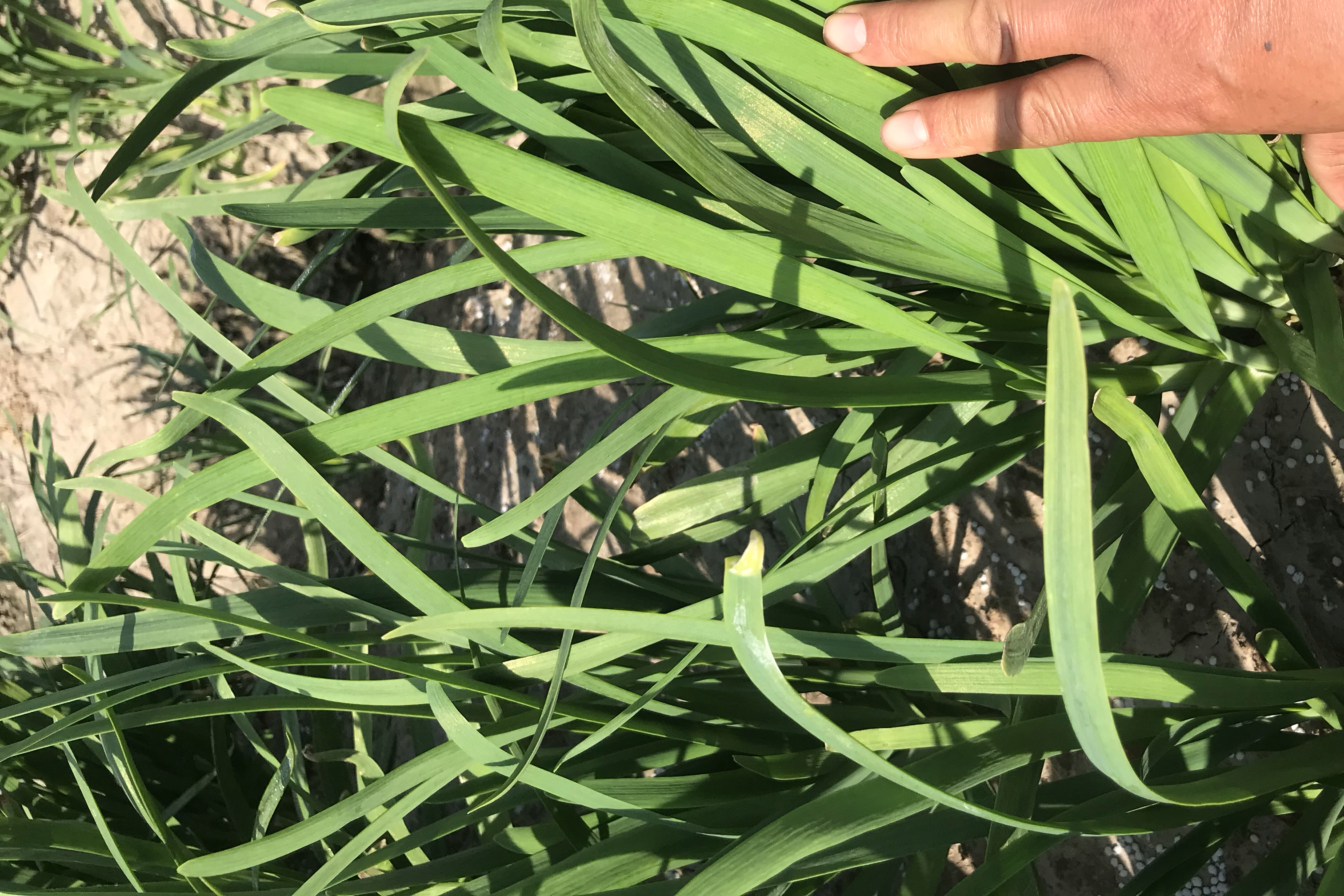 展示两种蔬菜的形态差异,左侧为韭菜苔,右侧为蒜苔 韭菜苔与蒜苔对比图