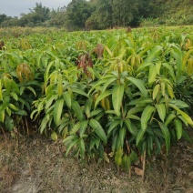 芒果苗，金煌芒果苗，大青芒，台农芒果苗正品苗