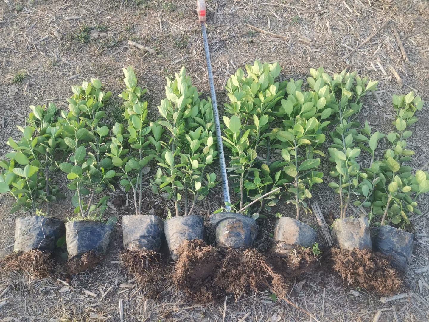 八角金盘春季种植现场