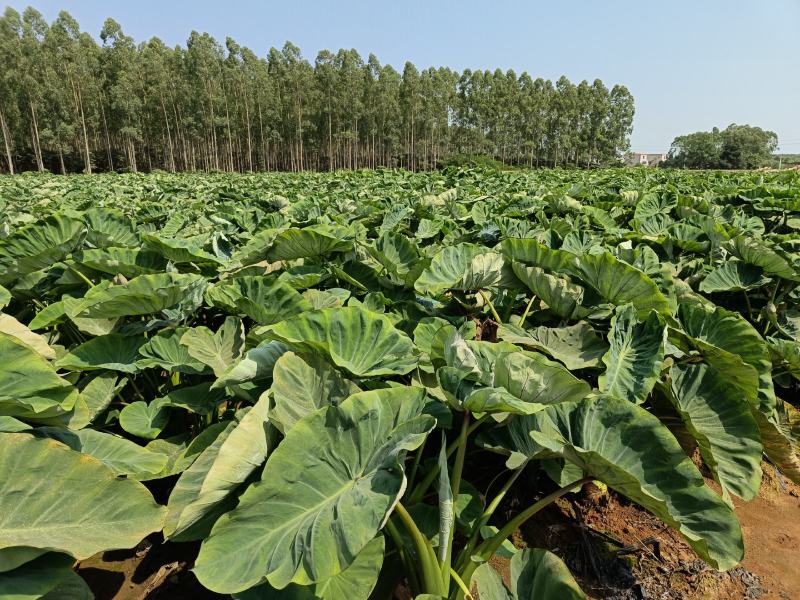 福建槟榔芋头毛芋香芋质量保证新鲜每天基地现挖发货
