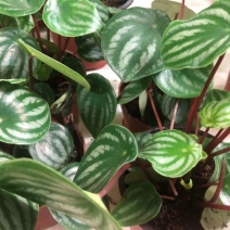新款西瓜皮椒草盆栽室内花卉室外植物卧室绿植办公室