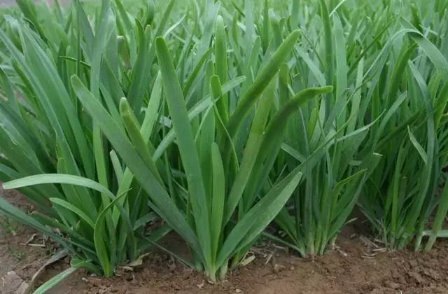 宽叶韭菜与窄叶韭菜对比图