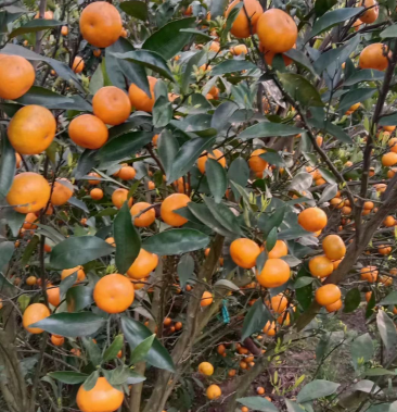 [马水桔批发]马水桔价格1.50元/斤 - 一亩田