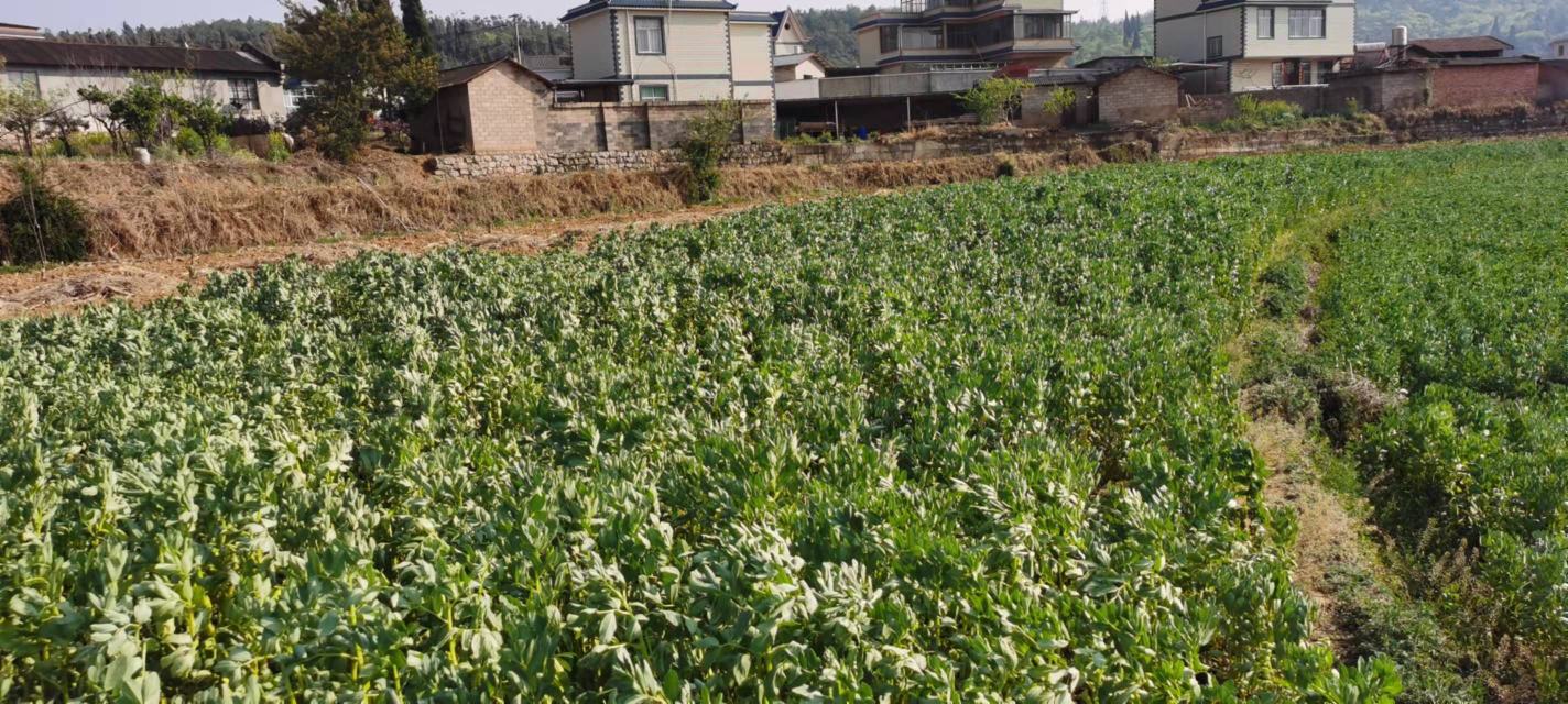 蚕豆种植田地