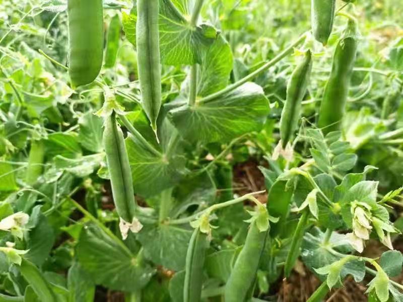 豌豆田中纯种高茎豌豆与其他品种对比