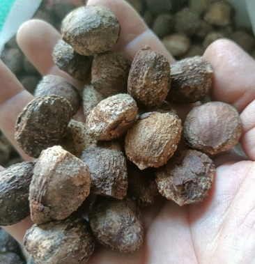 油桐籽桐油籽新货干货自然晒干