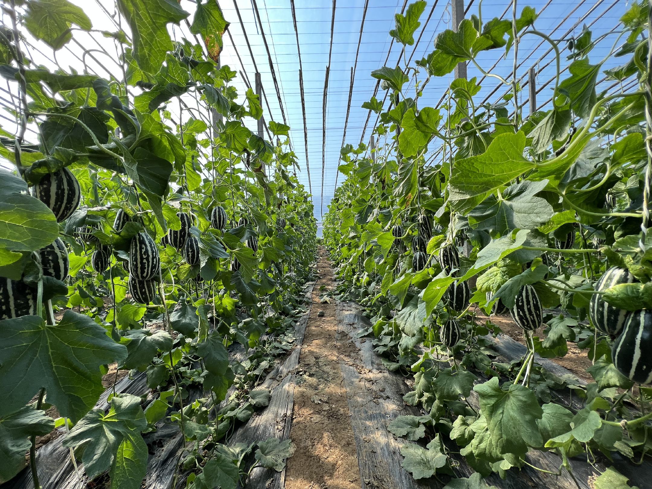 博洋甜瓜幼苗生长实景：3叶1心期健壮幼苗，茎秆粗短紫红，叶片厚实深绿，根系洁白密集，整齐定植于黑色穴盘中，背景可见温室大棚透光棚膜