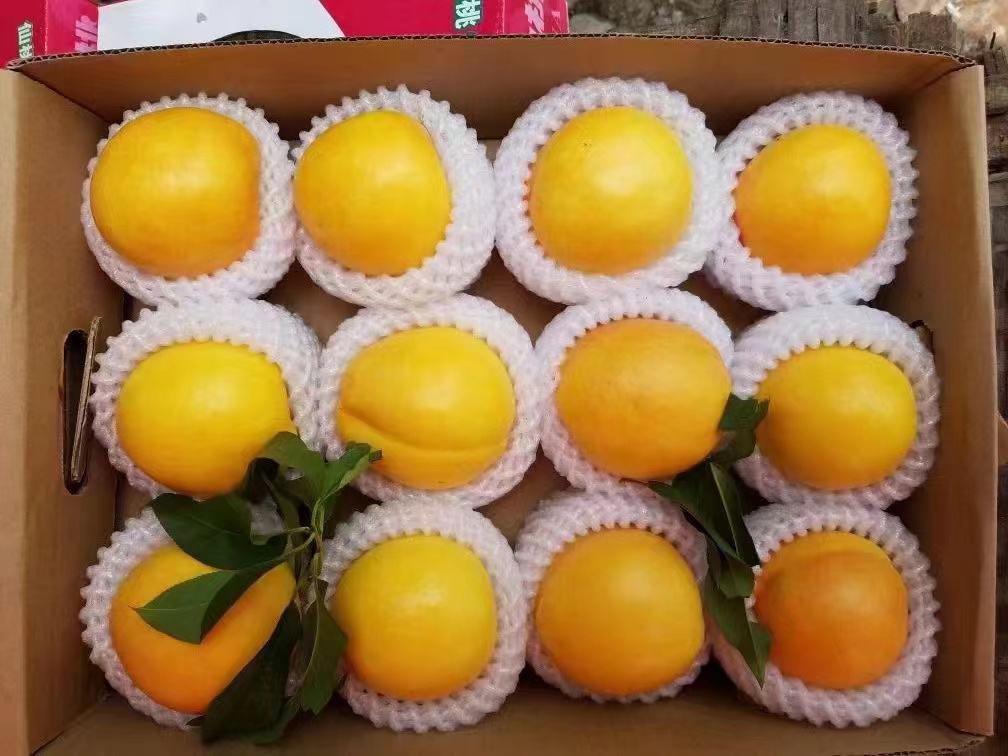 黄橘油桃系列产品陈列