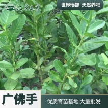 广佛手中药苗木广西纯正广佛手苗广佛手育苗基地直销批发