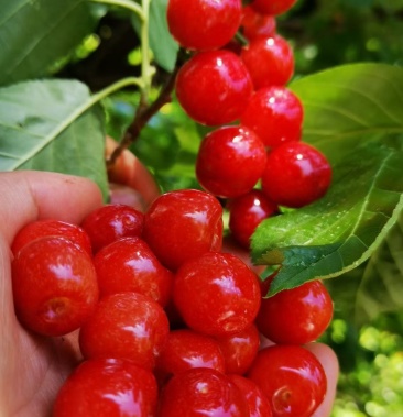 [樱桃批发]冕宁樱桃价格30.00元/斤 - 一亩田