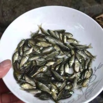 鲫鱼