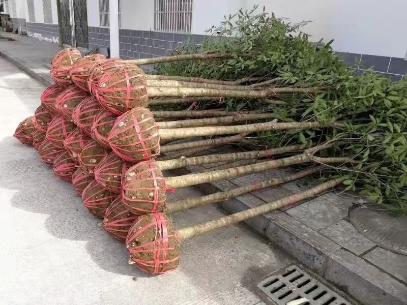 图示:北方地区丹桂地栽苗秋季根际培土操作。树干基部堆筑直径约90cm、高度35cm的疏松园土堆,土堆边缘压实,表面平整;土堆外围可见清晰分界线,下方露出部分原土层;背景为华北典型落叶乔木林带,显示10月下旬季节特征。 丹桂秋季根际培土实景图