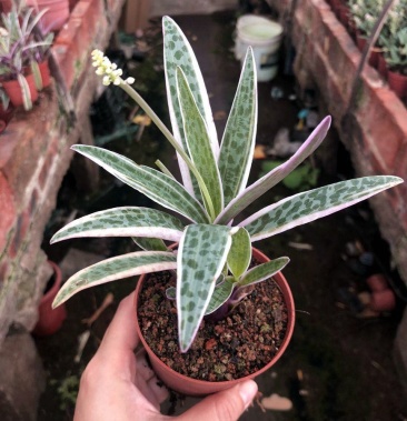 [多肉植物批发]油点百合锦经典豹纹纹路漂亮南非百合科观赏多肉种植