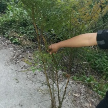 南天竹