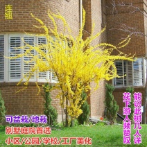 花卉盆栽连翘花苗黄老虎树苗庭院地栽植物阳台四季耐寒室内外