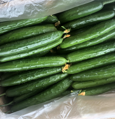 油皮黄瓜绿瓤水果黄瓜清脆可口