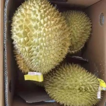 自家基地榴莲量大优惠