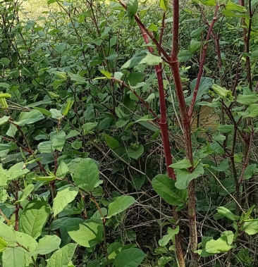 [虎杖批发]野生 虎杖价格1.80元/斤 - 一亩田