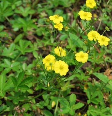 [委陵菜批发]蛇含委陵菜价格10.00元/斤 - 一亩田