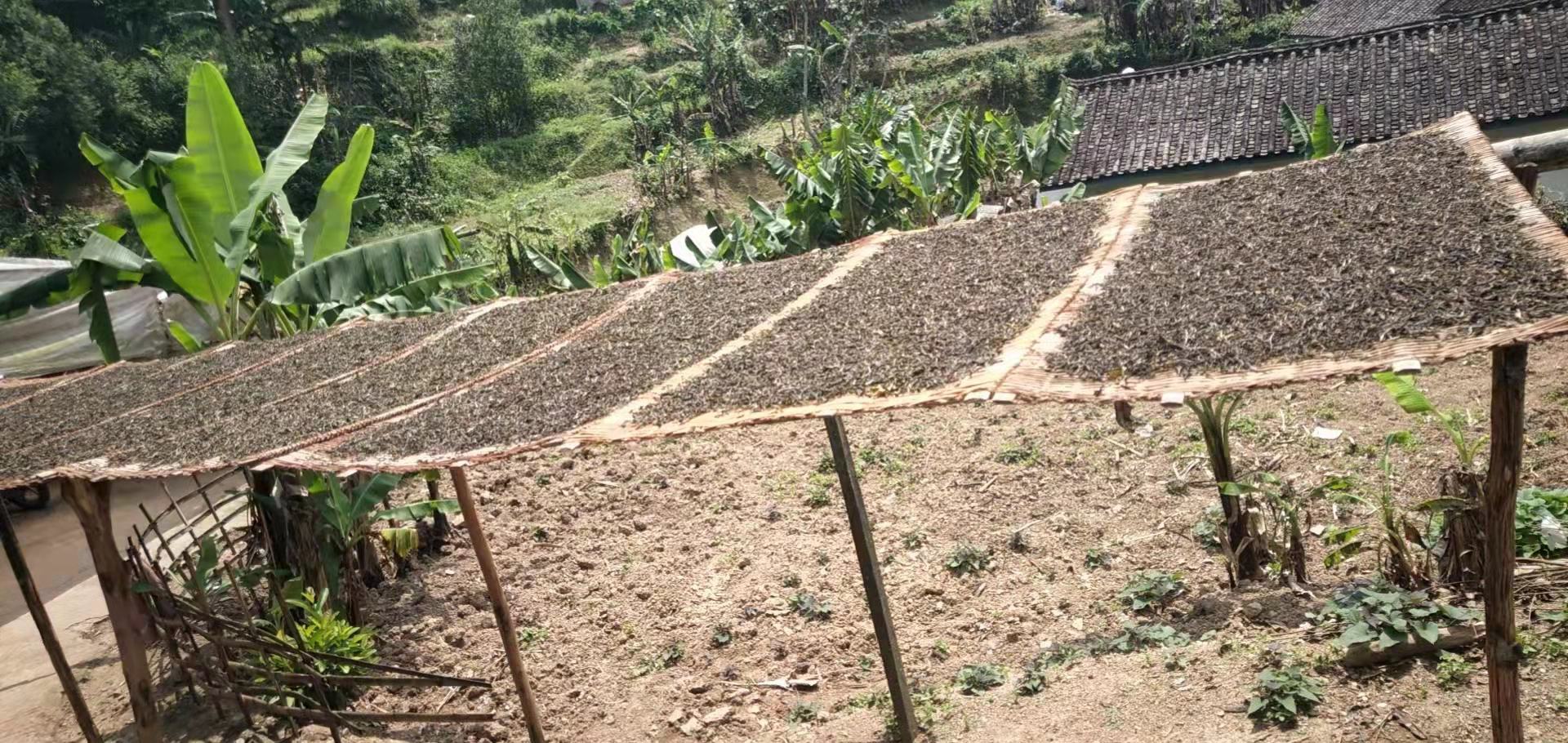 干蔗与茶搭配