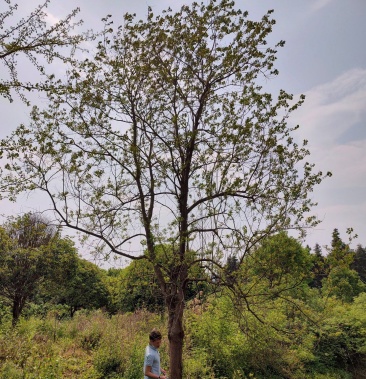 25公分乌桕供应可供各内型工地以及苗圃需要的精品