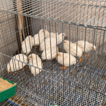 芦丁鸡受精蛋保60孵化率变异国产芦丁鸡种蛋