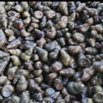 红薯粉丝