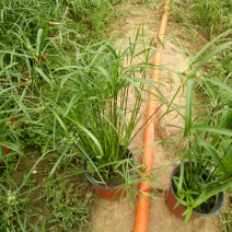 水生水培植物龟水竹盆栽水棕竹鱼缸水池塘旱伞草风车草苗