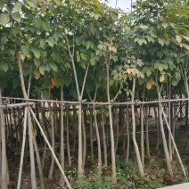 红花风铃木5～8分，大量现货，欢迎各位老板来电咨询