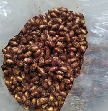 [蝉蛹批发]金龟子价格40.00元/斤 - 一亩田