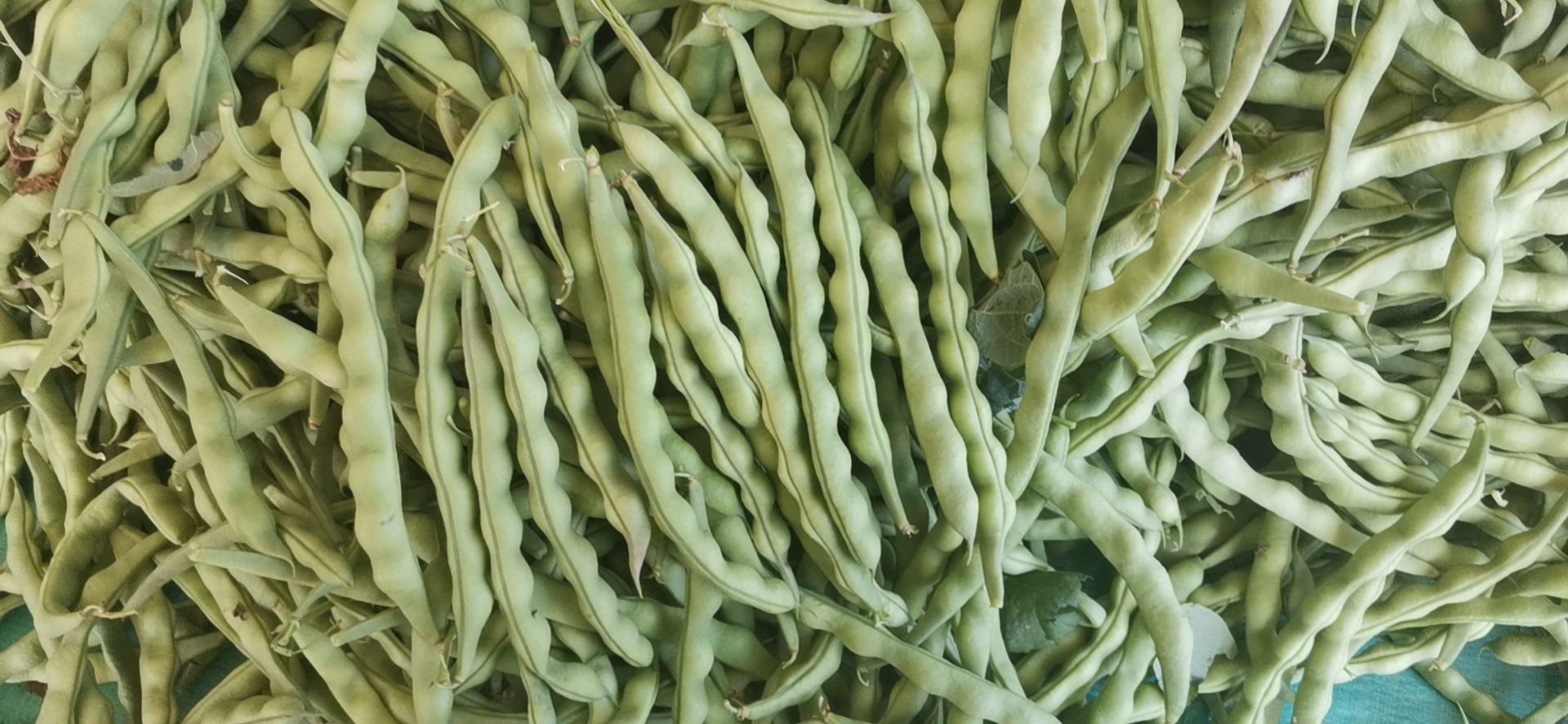 无筋豆焯水过程图