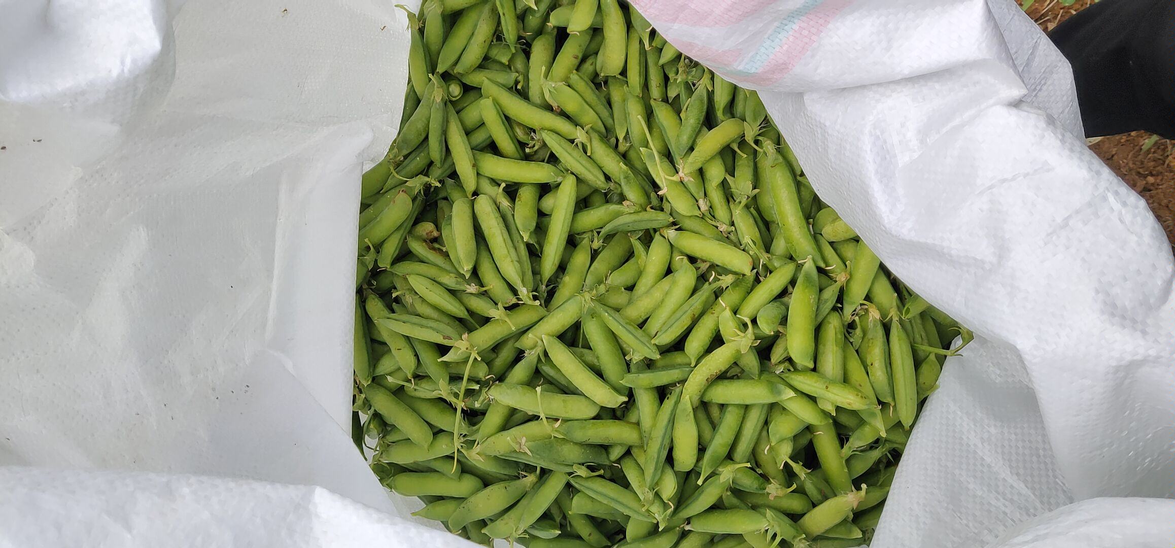 青豌豆与白豌豆市场接受度柱状图,展示价格、销售渠道、消费人群等维度对比 青豌豆与白豌豆市场表现对比图