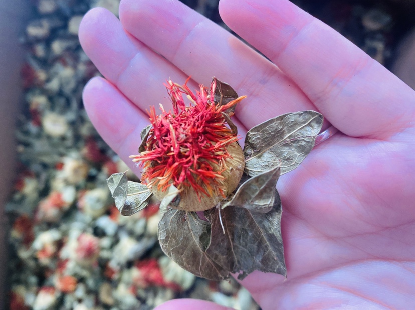 高清微距摄影:左侧为金桂干花(金黄色花瓣,边缘微卷,表面蜡质层明显);右侧为丹桂干花(橙红色花瓣,色泽均匀无褐变,花瓣厚度略大;背景衬白色瓷盘,标尺显示单朵直径1.2–1.5cm 金桂与丹桂干花对比特写