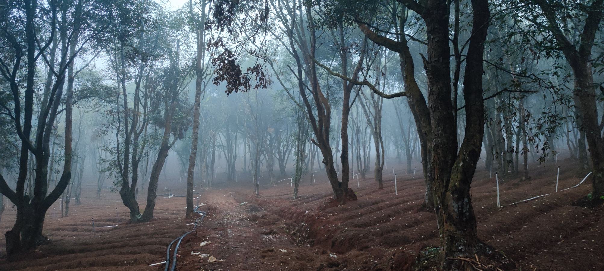 画面展现长白山深处一片原始针阔混交林,地表覆盖厚厚落叶层,数朵野生松杉赤灵芝附生于倒伏的红松树干上,菌盖呈深红褐色,具明显漆样光泽,周围雾气缭绕,体现高海拔湿润生态特征 长白山原始森林中的野生松杉赤灵芝生长环境
