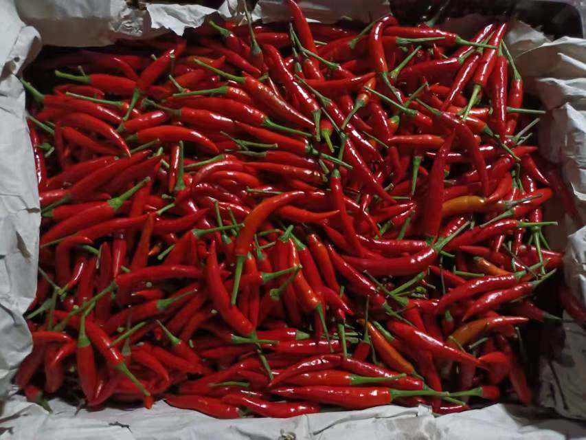 多种规格的小米辣泡椒成品陈列展示,适用于餐饮、零售及食品加工 小米辣泡椒成品展示