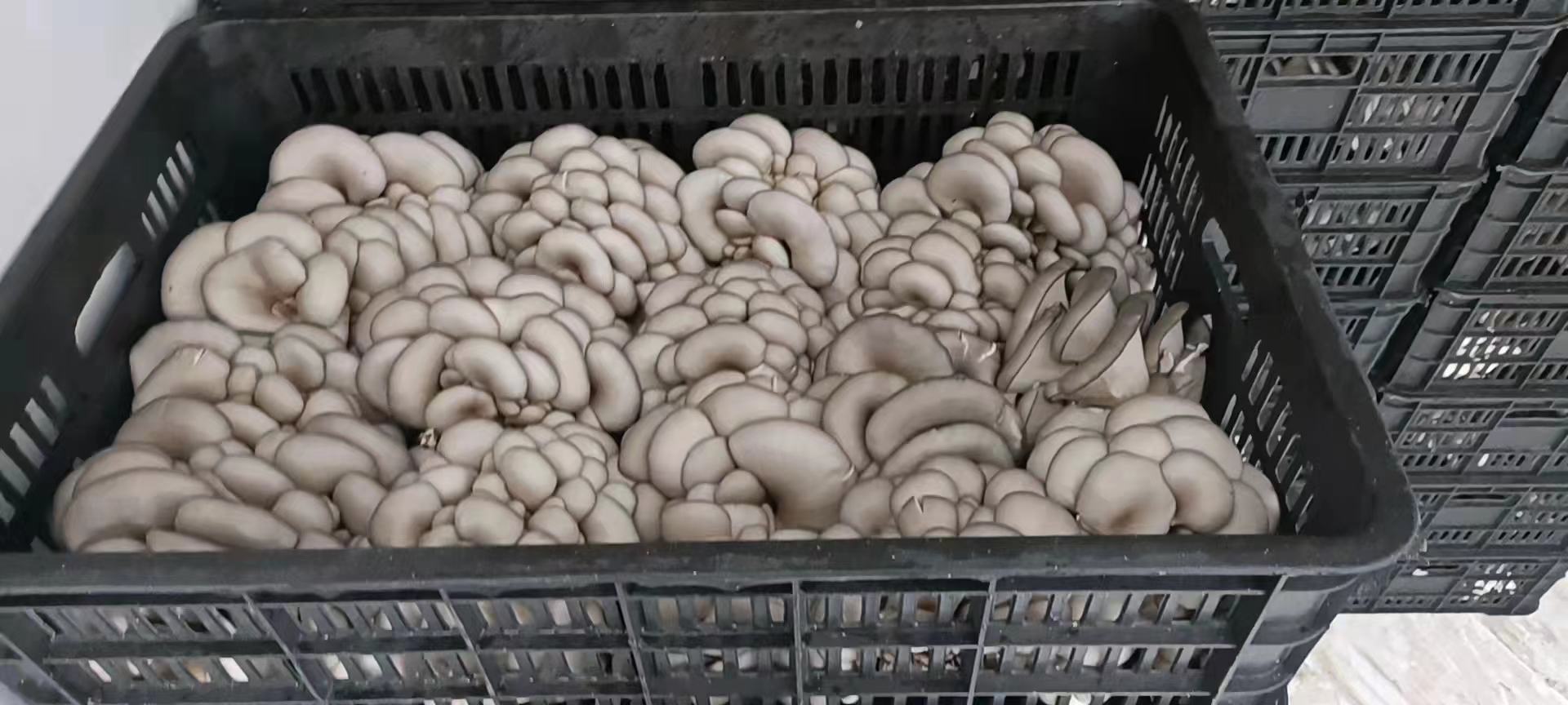 鲜平菇的绿色认证包装展示