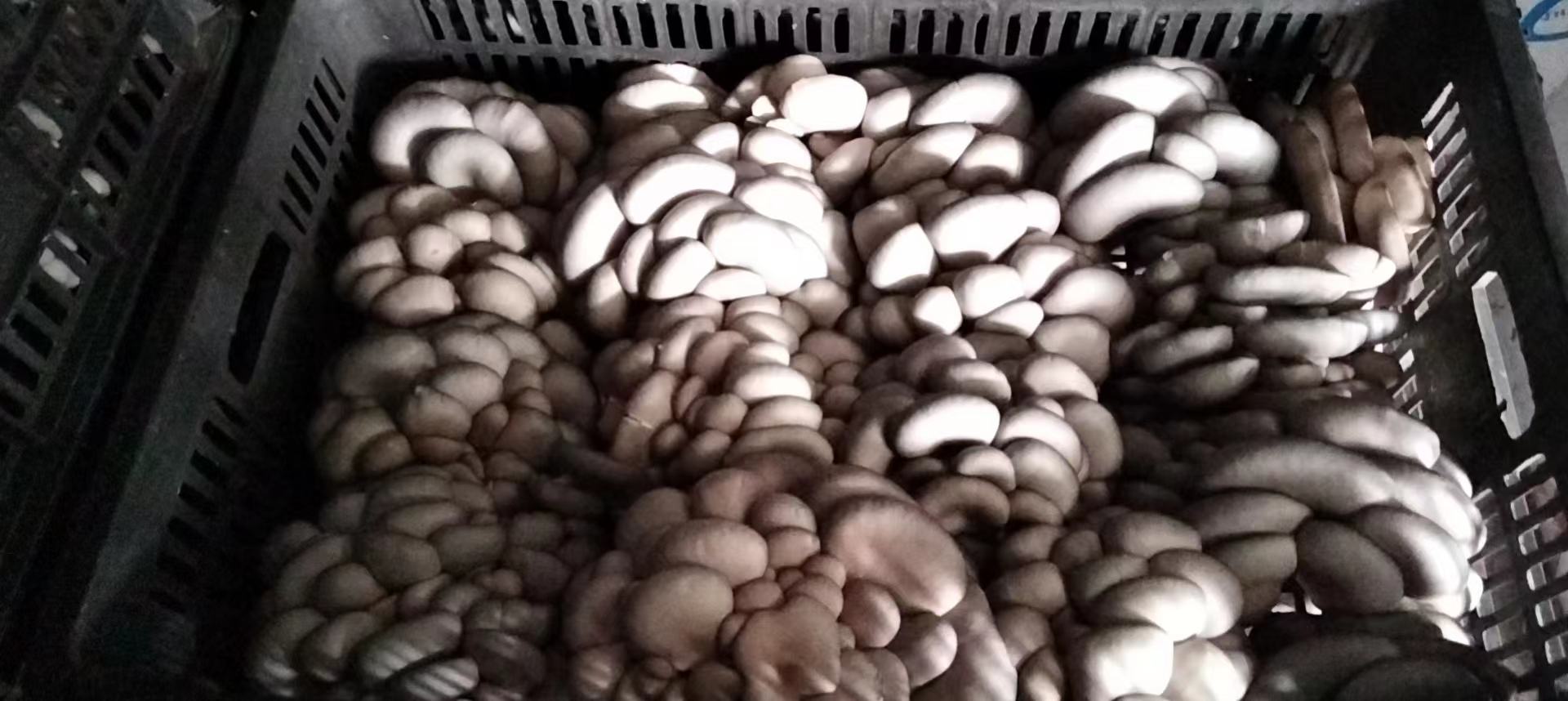 高清微距镜头拍摄:左侧为带露水的新鲜香芹,茎部青翠饱满、无纤维外露;右侧为切片鲜香菇与杏鲍菇,菌盖厚实、切面湿润有弹性,无褐斑或黏液,体现优质农产品原料状态 香芹与鲜蘑菇特写对比图