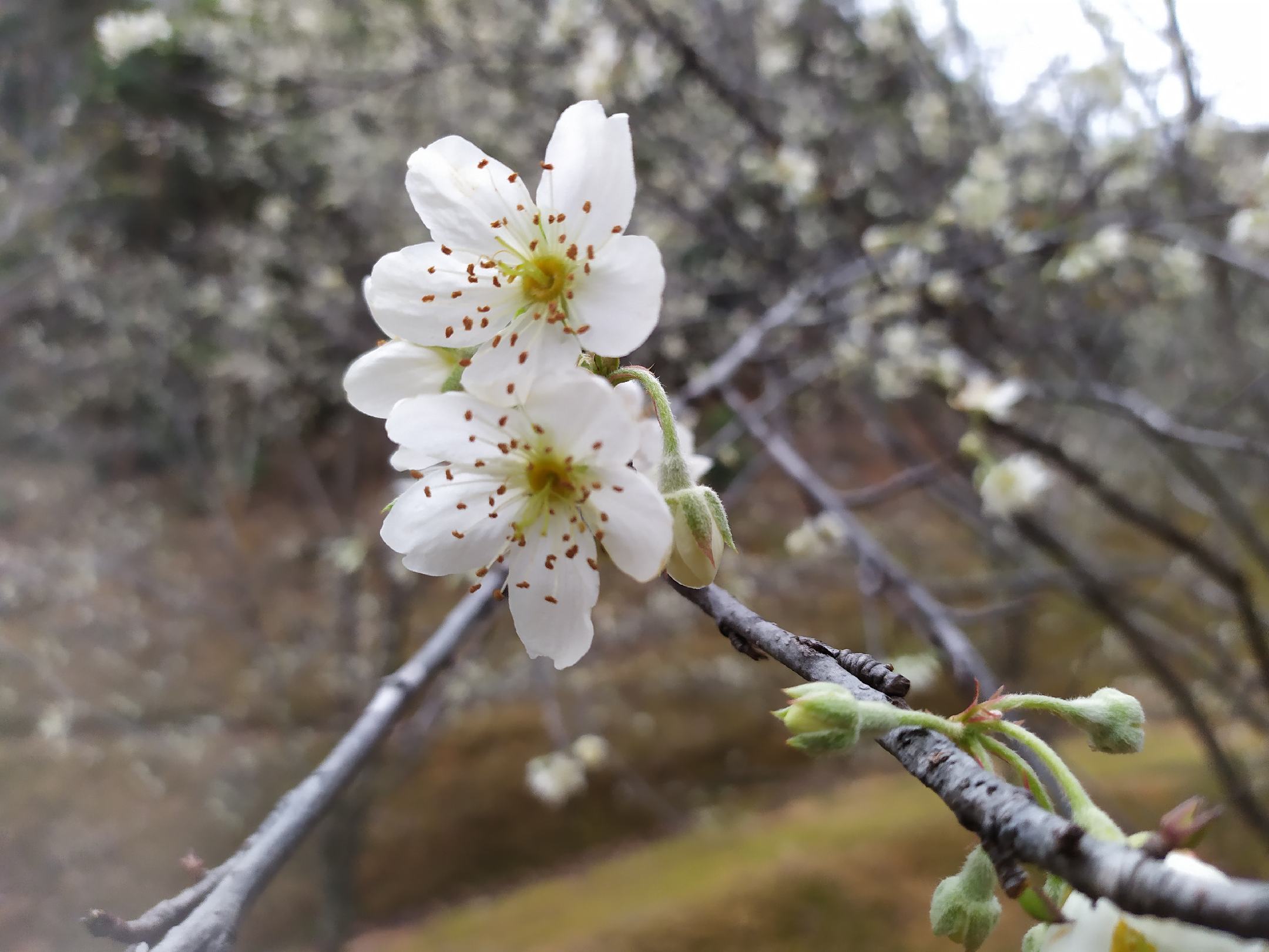 一棵生长在山坡上的小山楂树,春季盛开白色五瓣花朵,枝条纤细但富有韧性,背景为清晨薄雾笼罩的丘陵地貌,阳光透过叶片形成光斑 小山楂树春季开花特写