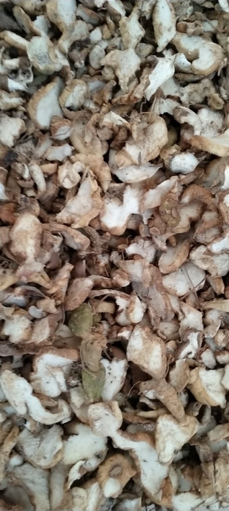 云南深山正宗野生滇黄精