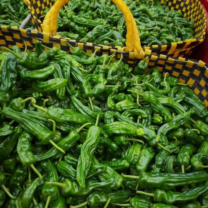 热门地区皱皮椒行情