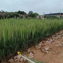 湿地松苗杯苗，成活率高，根系好，一年生松树杯苗