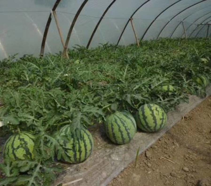 对比展示京欣西瓜在大棚、露地、秋季延后三种栽培模式下的生长环境差异,包括设施结构、植株密度、地膜使用及果实成熟状态 京欣西瓜不同栽培模式对比图